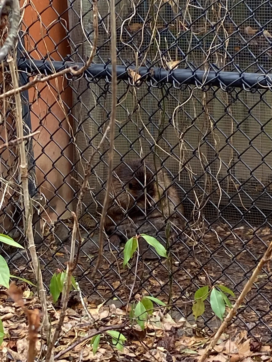 A beaver sitting on leaf litter inside an outdoor enclosure, seen through chain-link fencing and bare winter branches.