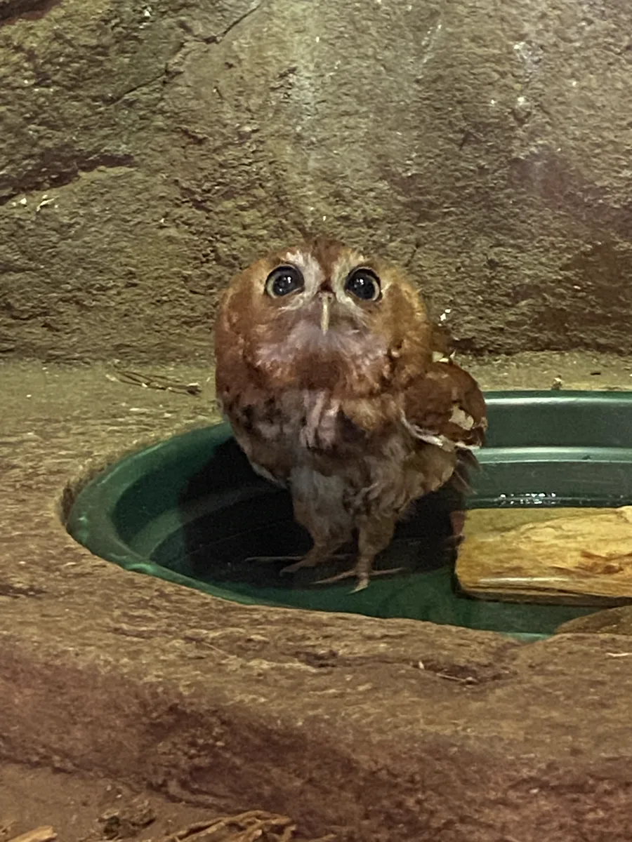 A small reddish-brown owl standing in a shallow green water dish set into a rock ledge, looking up at the camera.