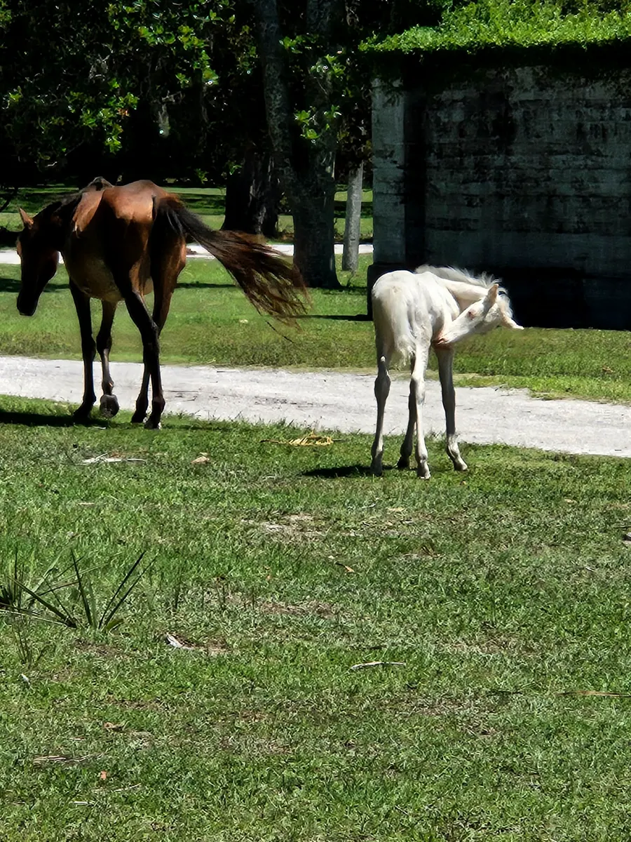 A brown mare walking away across the grass and a pale foal beside her, scratching itself, near a weathered stone wall.